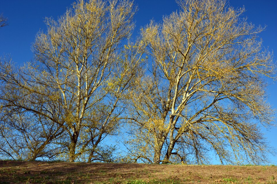 Birch dike or meadows