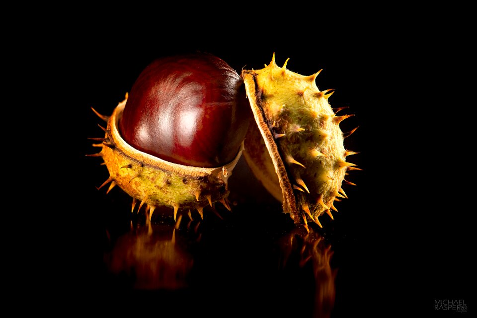 Nature autumn fruit chestnut fruit