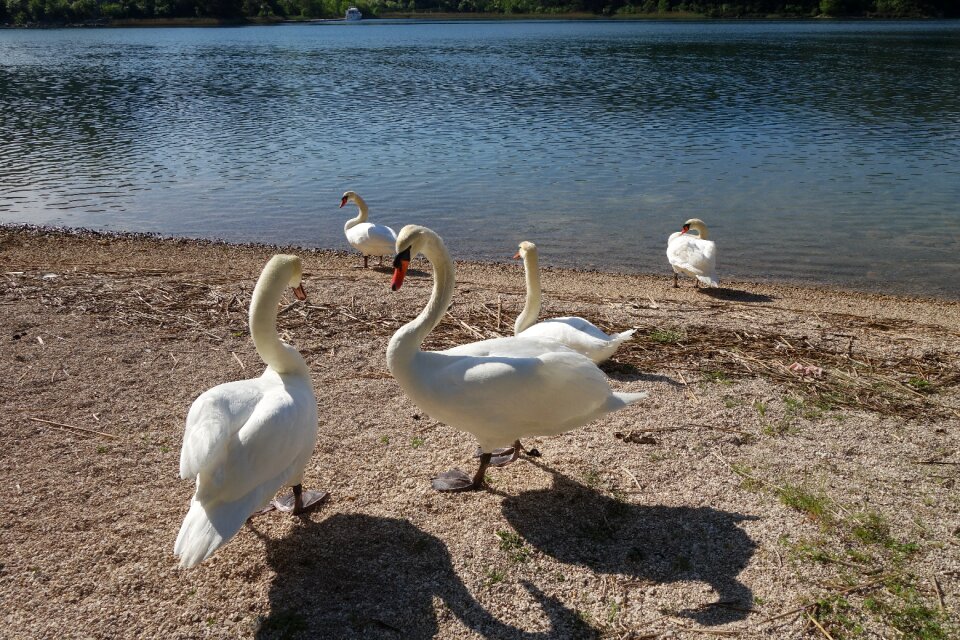 Birds animal dalmatia