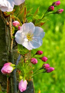 Spring ornamental shrubs blossom