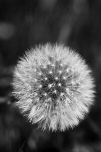 Macro nature flower