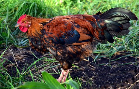 Bird farm animal