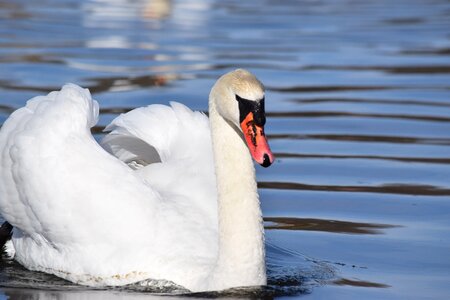 Birds lake nature
