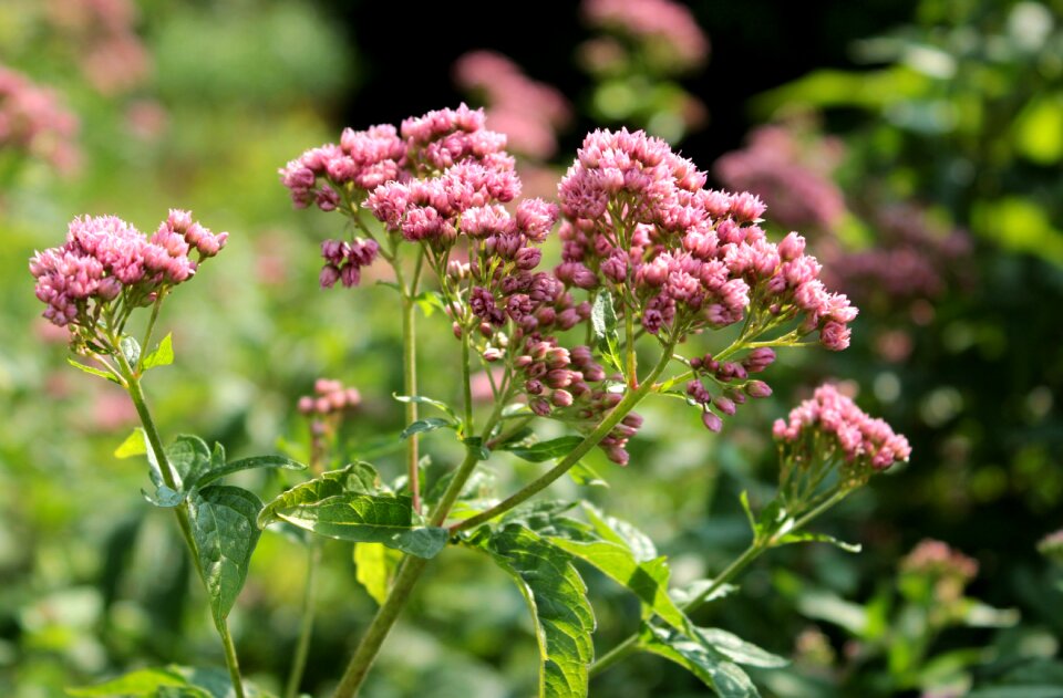Garden summer sheet