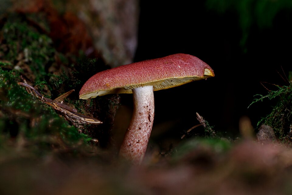 Autumn agaric hat photo