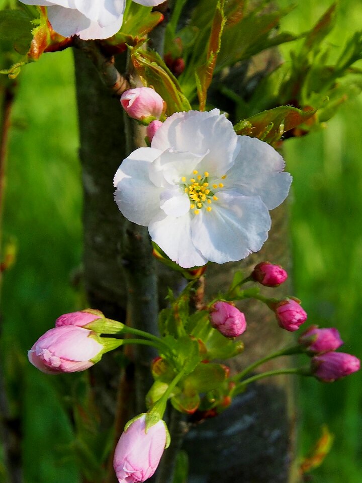 Spring ornamental shrubs blossom