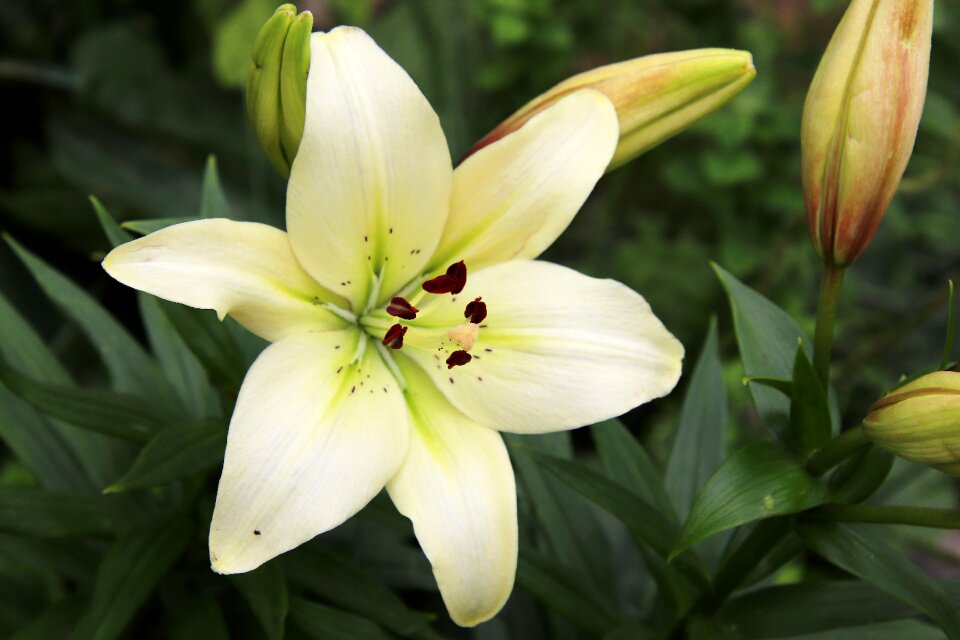 Bloom bud flower