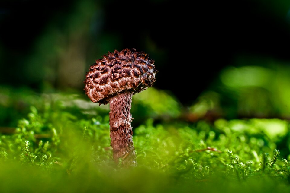 Forest mushroom autumn tube mushroom