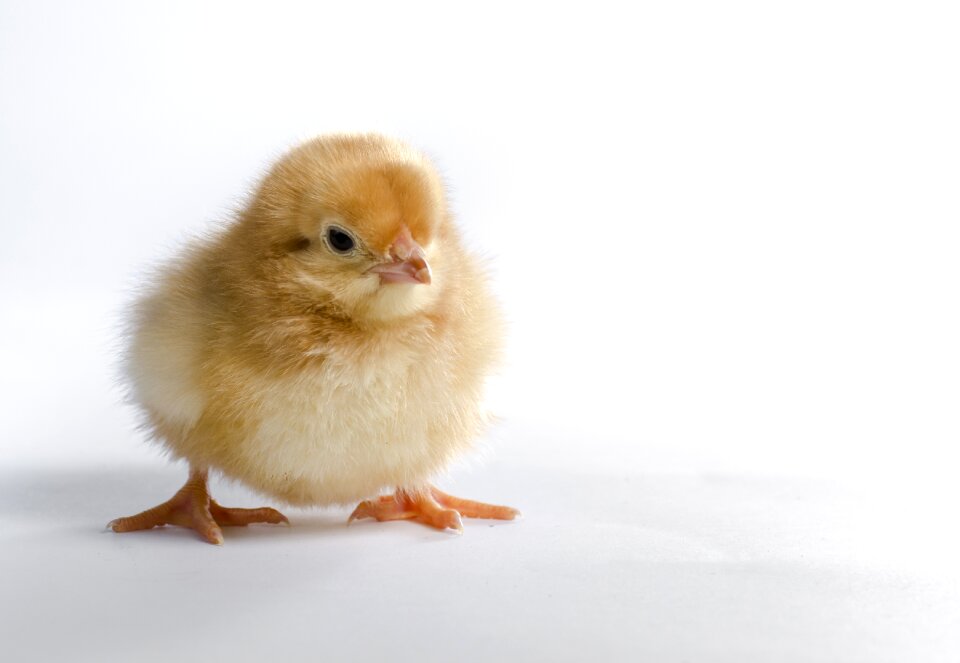 Animal dame poultry
