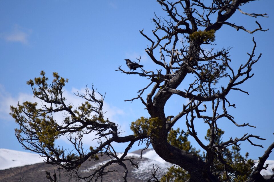 Branch nature black
