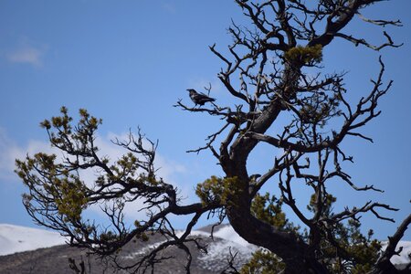 Branch nature black photo