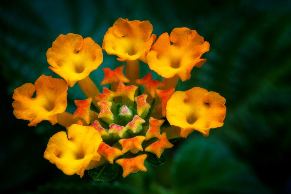 Flora flowers blossom