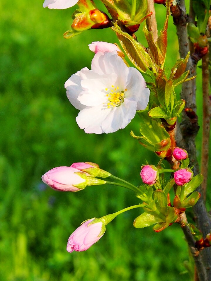 Spring ornamental shrubs blossom