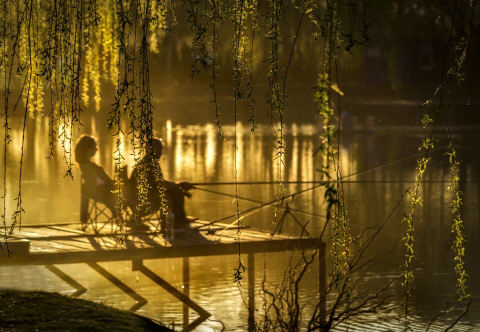 Nature trees light