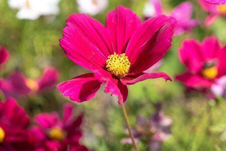 Bloom pink pink flower photo