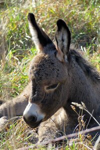 Foal ears long eared