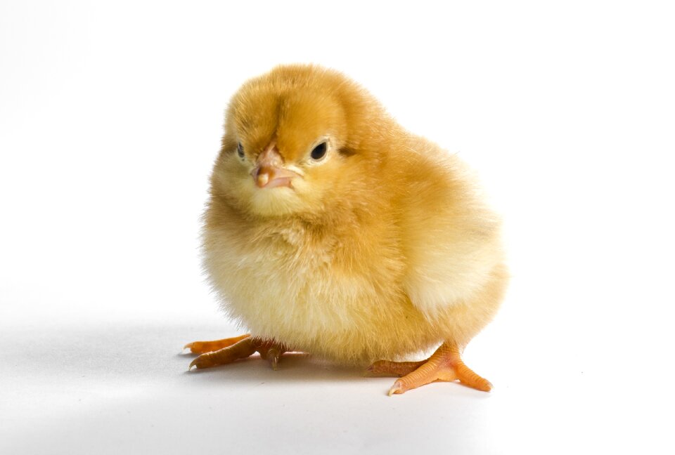 Dame easter chicken