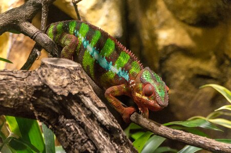 Color tropical terrarium