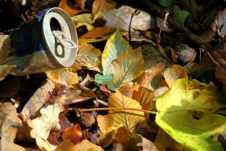 Leaves forest floor box photo