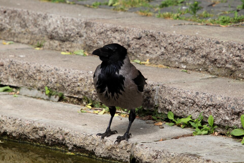 Raven bird black feather