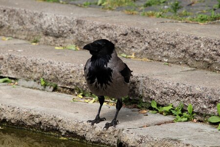 Raven bird black feather photo