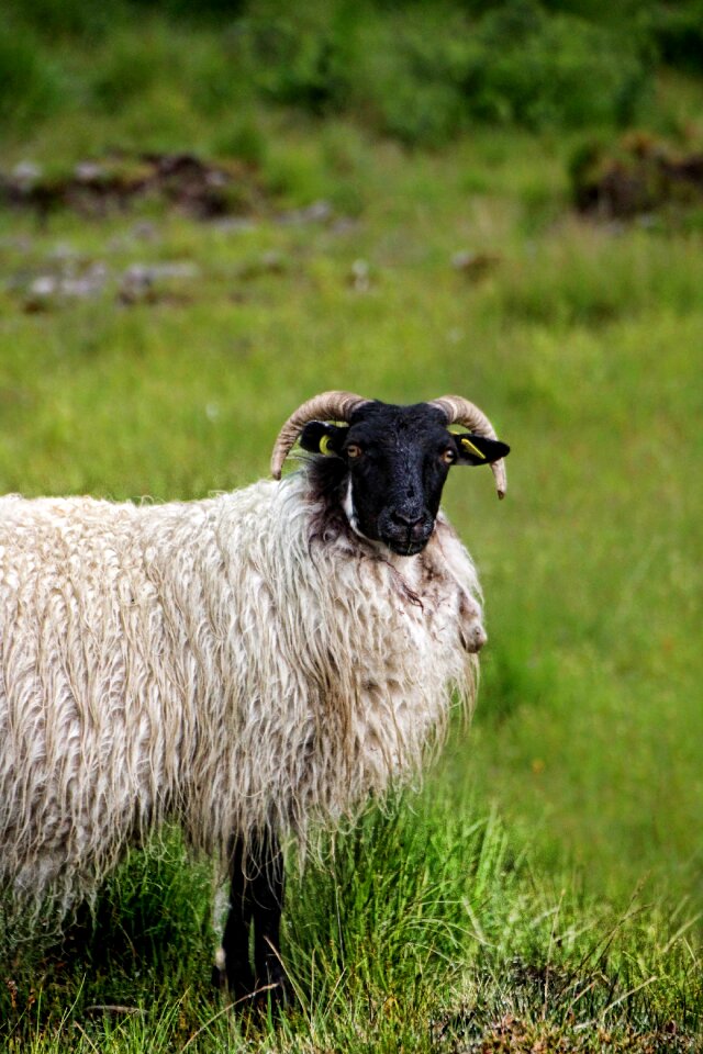 Ireland animal nature