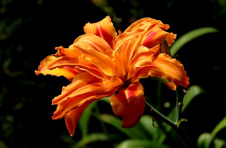 Flower orange summer