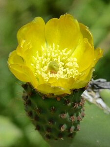 Flower amaruilla prickly pear skewers