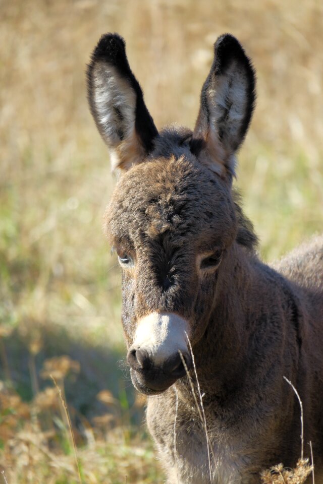 Foal ears long eared