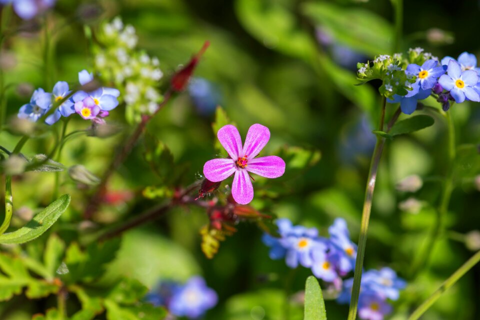 Bloom plant wild flower