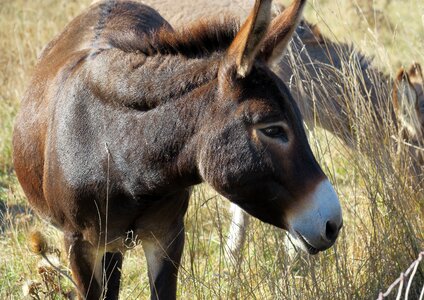 Donkey brown ears