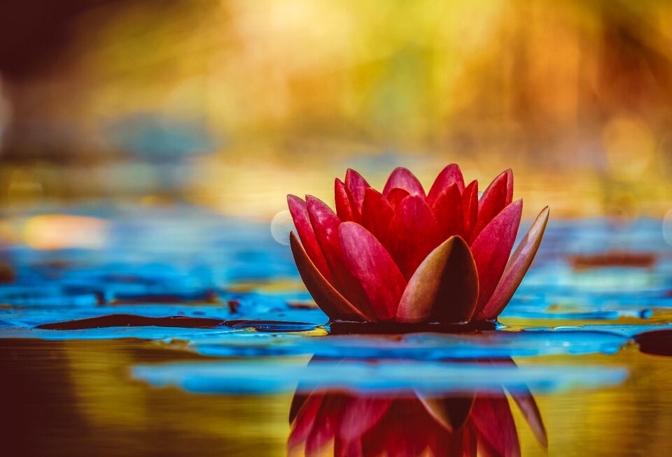 Flower hd wallpaper 4k wallpaper