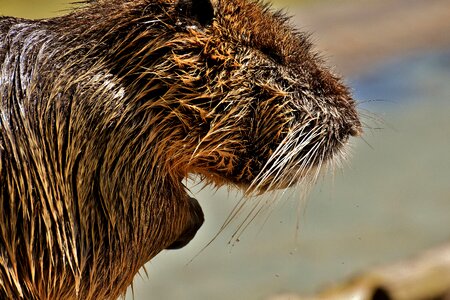 Splashing animal world animal