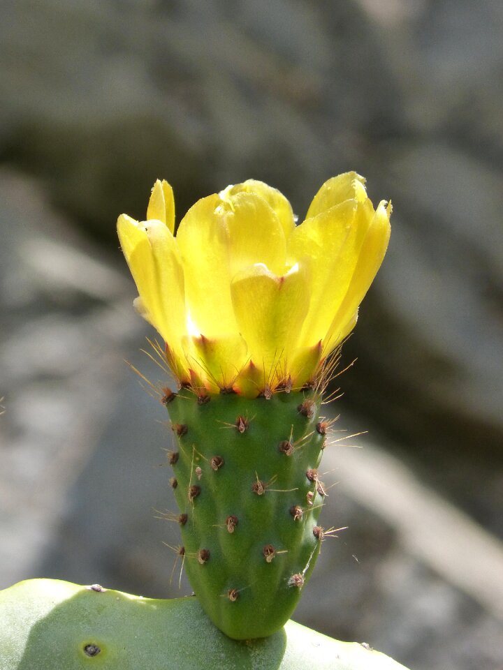 Flor de nopal prickly pear cactus prickly pear