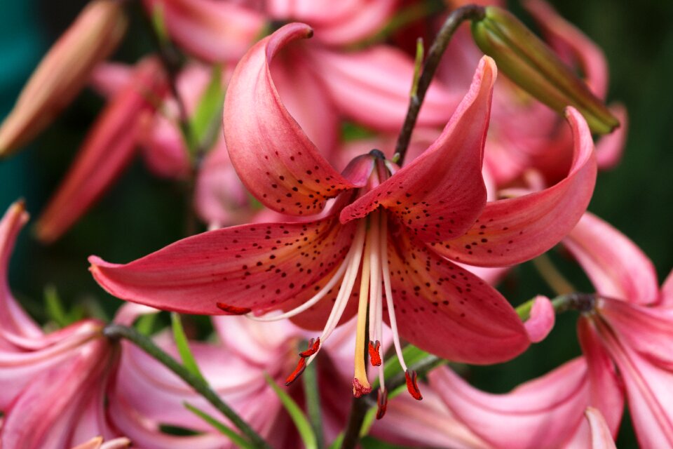 Flower plant nature