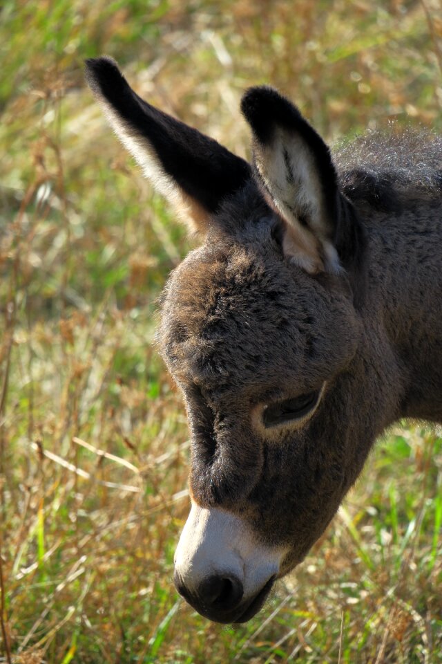 Foal ears long eared