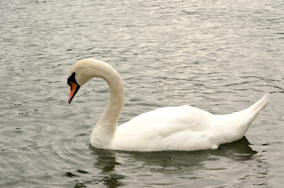 Lake swan duck bird