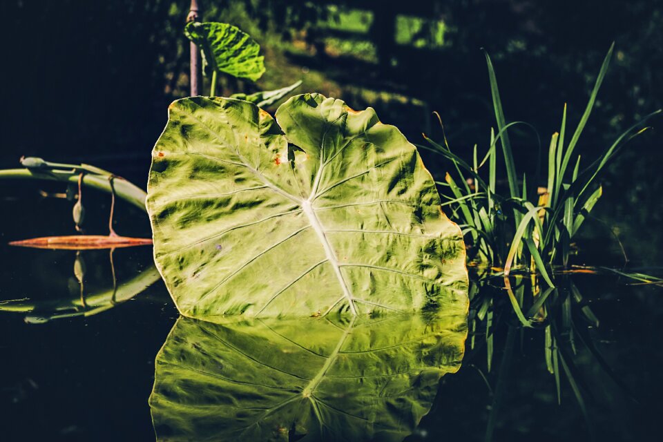 Reflection mirroring waters