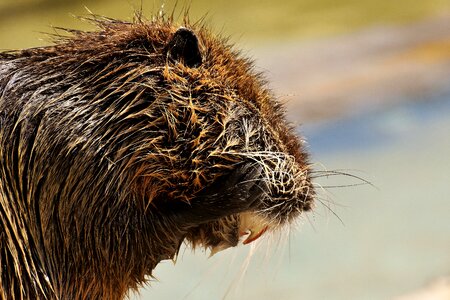 Splashing animal world animal