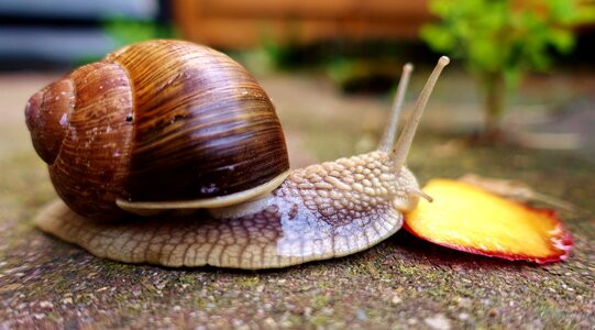 Crawl mollusk slowly
