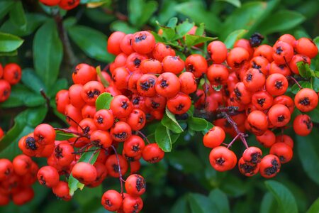 Pyracantha bush fruits photo