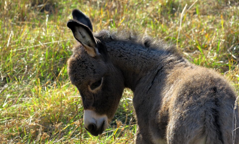 Foal ears long eared