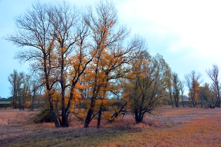 Reported or meadows autumn