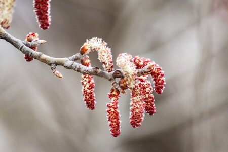 Nature plant bloom