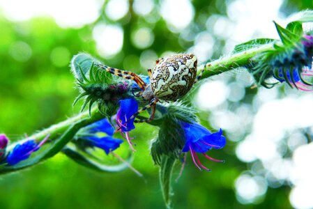 Arachnids invertebrates insect