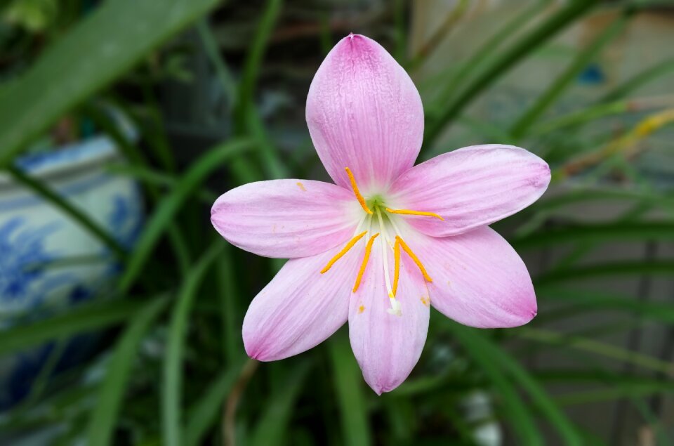 Pink flowers romantic