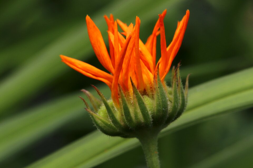 Flower nature bloom