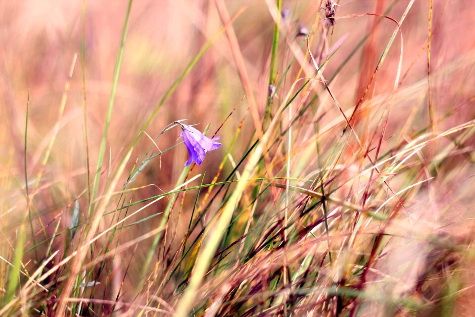 Summer flowers garden