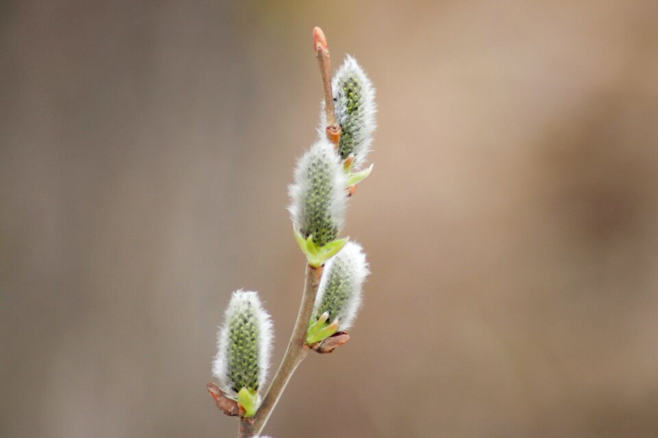 Flower shoots willow