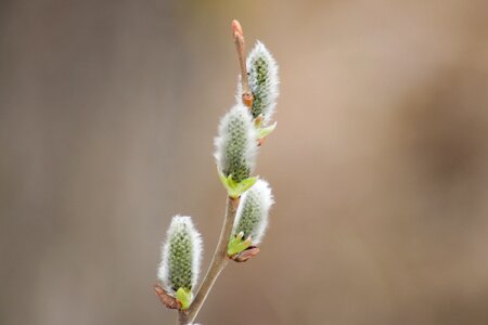 Flower shoots willow
